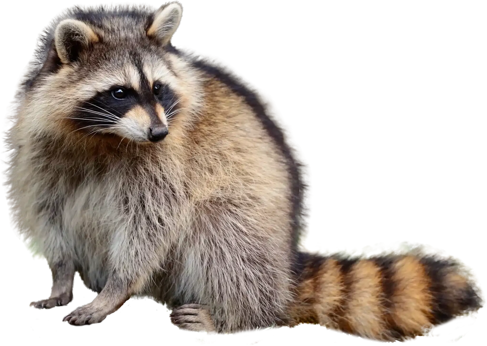 professional wildlife removal services