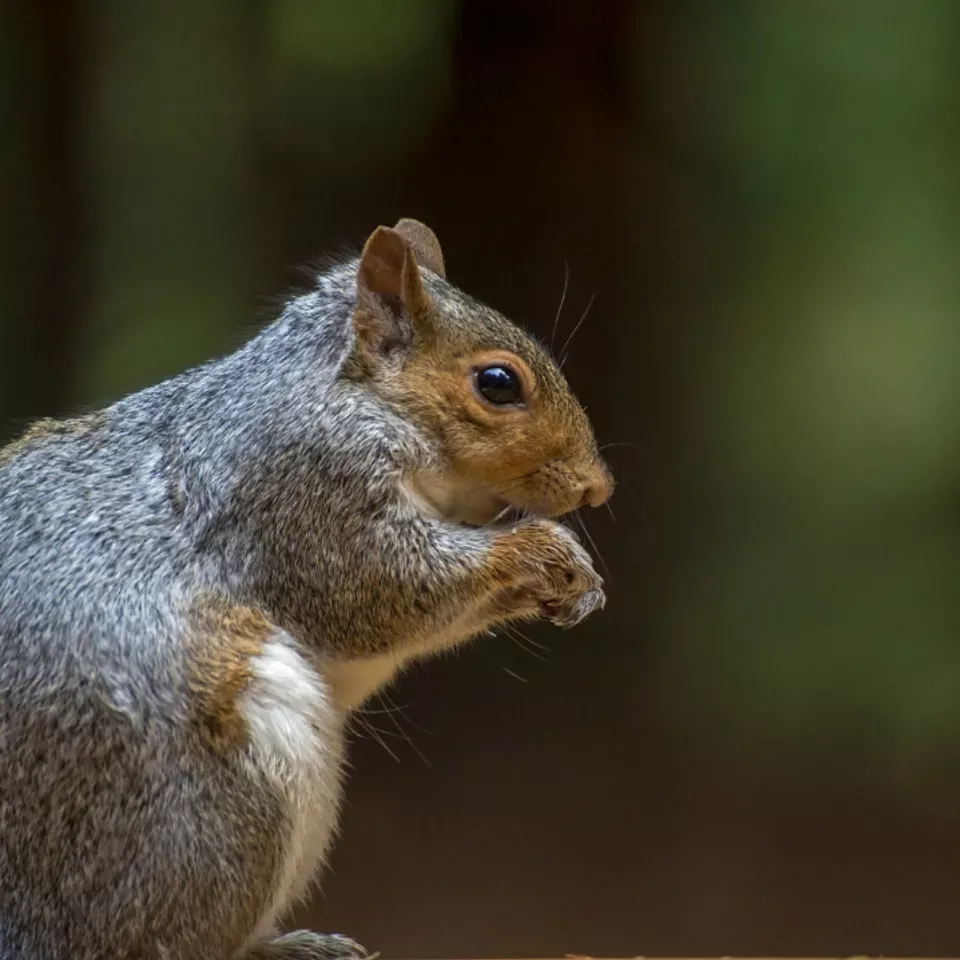 Residential Protection Plans Addressing Persistent Critter Activity across San Antonio Neighborhoods