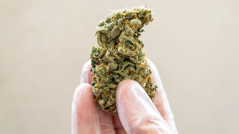 Simple THCA Flower Options Make First-Time Selection Feel More Manageable
